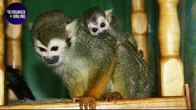 🐒 Челябинский зоопарк просит подарить обезьянкам пледы