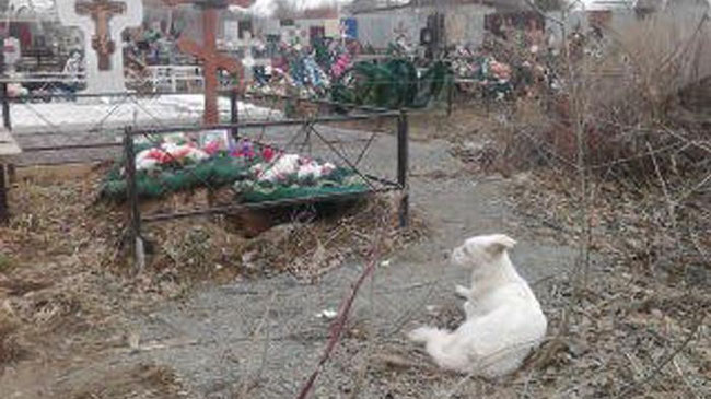 На кладбище нашли собаку, которая жила на могиле хозяина