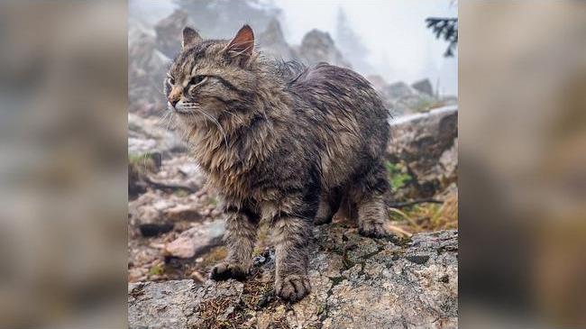 На Зюраткуле появился первый горный кот