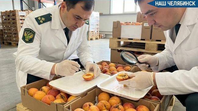 🍑 В Челябинскую область не пустили нектарины с опасными личинками