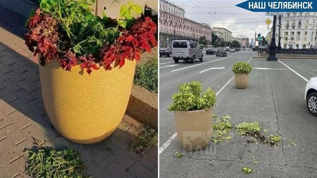 🥀 Городские клумбы превращаются в руины из-за вандалов