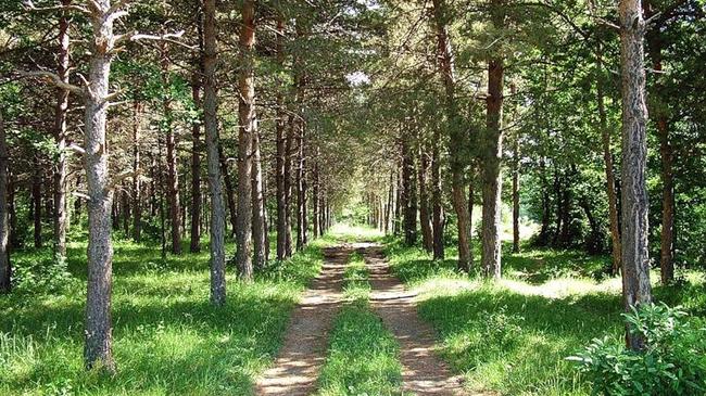 Жители ЖК “Александровский” сумели отстоять лес от вырубки