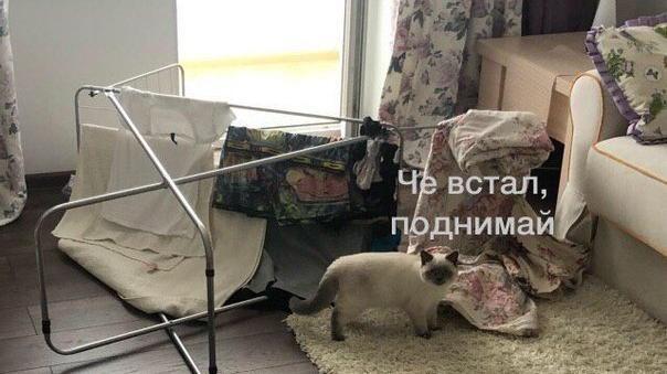 Иногда мне кажется, что хозяин в доме - это кот, а не я