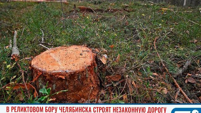 🌳 В реликтовом бору Челябинска строят незаконную дорогу 