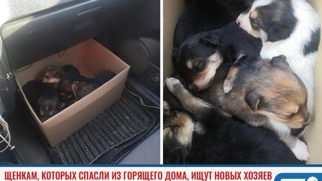 ⚡ Щенкам, которых пожарные спасли из горящего дома, ищут новых хозяев 🐕