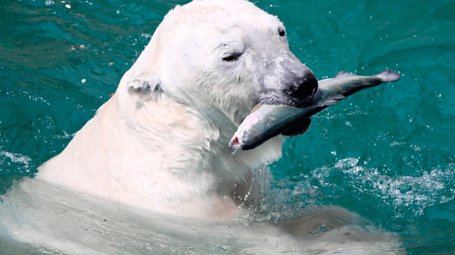 🐻 Зоопарк приглашает челябинцев посмотреть, как белые медведи ловят рыбу 