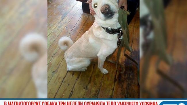 ⚡ В Магнитогорске ищут хозяина собаке, которая три недели охраняла умершего хозяина 