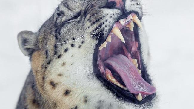 Всем немедленно зевнуть и потянуться! 😈 Красавчик Ермак из Челябинского зоопарка 🐆