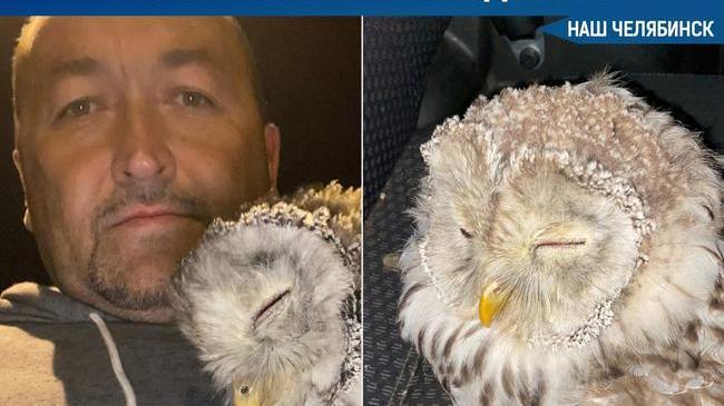 🦉 Челябинский стронгмен Эльбрус Нигматуллин спас сову, сбитую фурой на трассе 