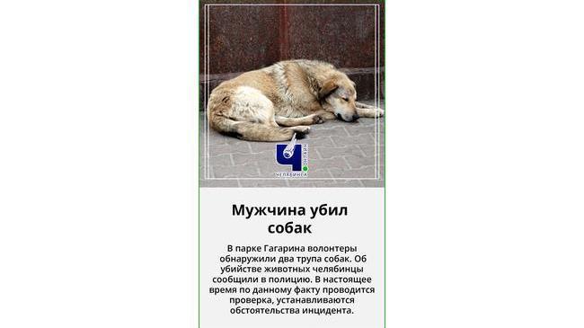 😨 Житель Челябинска убил бродячих собак в парке Гагарина