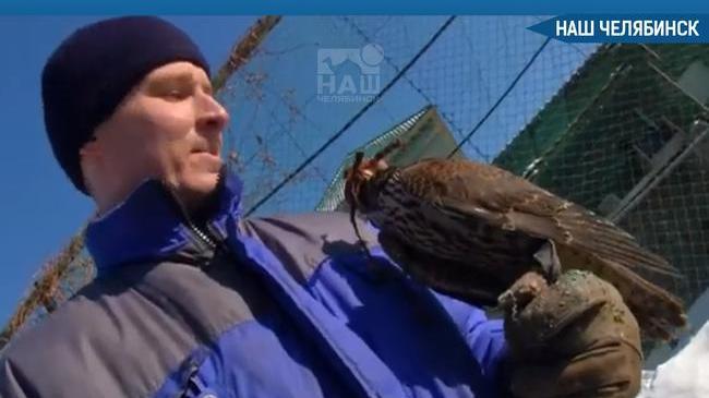 🦅 В Челябинском зоопарке спасают сокола.