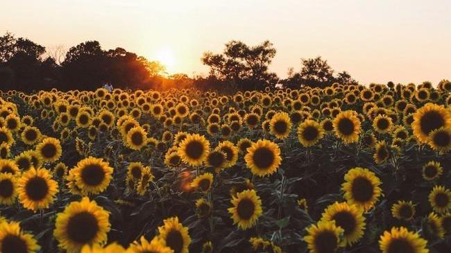 Доброе утро! На фото подсолнухи Увельского района 🌻