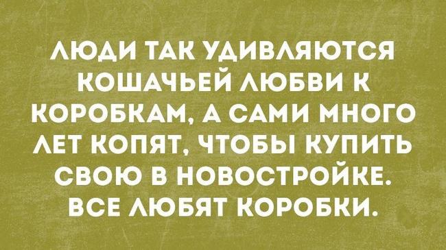 ...кошачья любовь к коробкам не такая уж и удивительная штука))