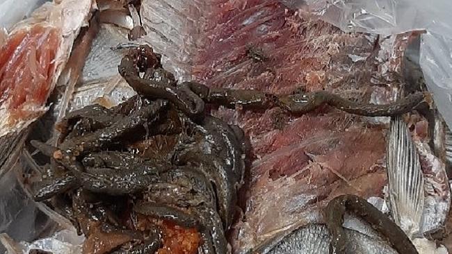 Заворот кишок. Чудовищная рыба напугала жителей Урала 