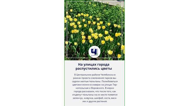 🌷 На улицах Челябинска высадили жёлтые тюльпаны 