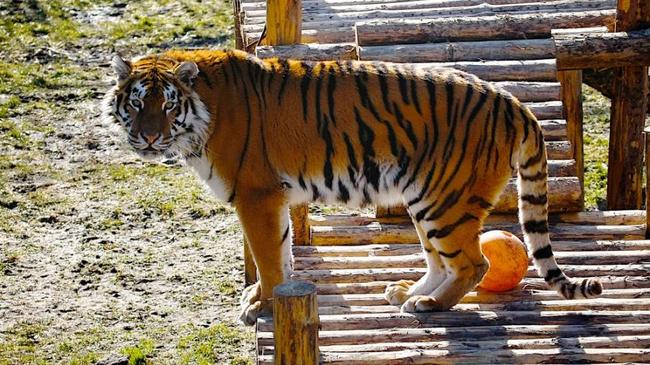 Тигр из Челябинского зоопарка напал на женщину