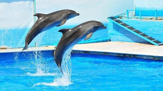 Власти отказались от планов строительства дельфинария в Челябинске