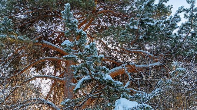 ❄ Зимний денек в городском бору. А где вы проводите воскресенье?