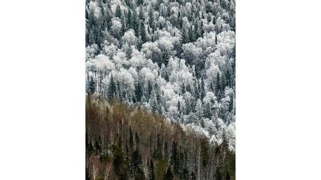 ❄ 🌲 Граница зимы и осени