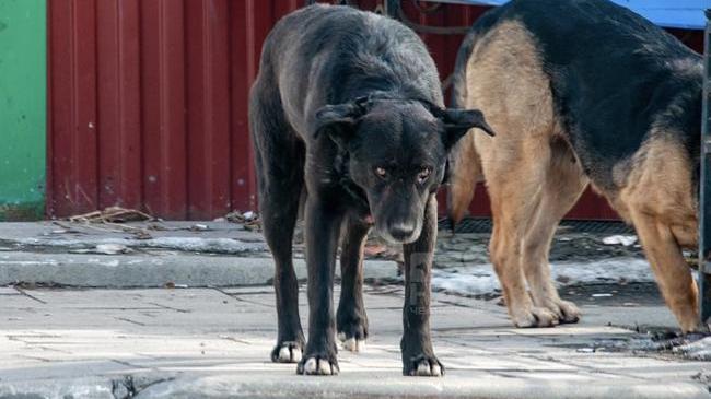 🐶 В Челябинской области могут начать усыплять бездомных собак