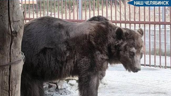 🐻 Спасенный из Троицка медведь Степан останется жить в «Зюраткуле»