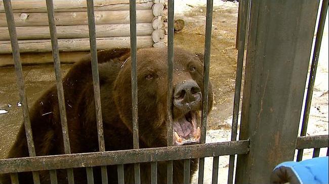 В Челябинском зоопарке уже начали просыпаться медведи