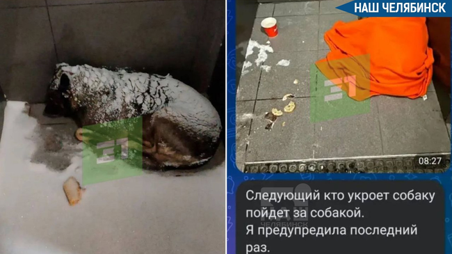 🐕 Челябинского курьера уволили за укрытую пледом собаку
