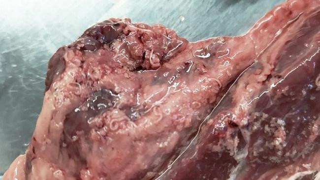 Мерзкий сюрприз. Жительница Челябинска купила охлаждённую говядину с червями