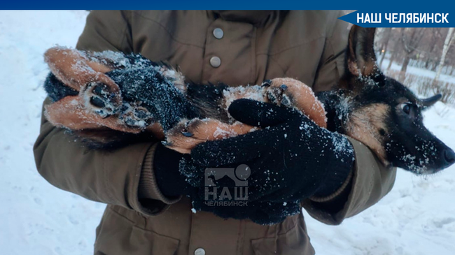 😱 Жителей Магнитогорска потрясла жестокость неизвестного человека: некто обернул пеленкой щенка и закопал в снег