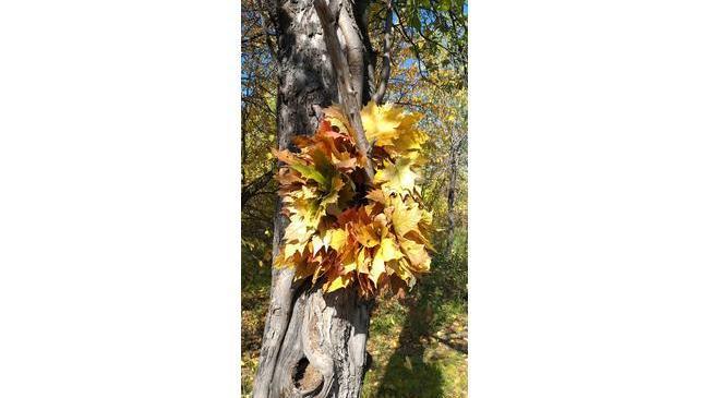 🍁Нарядные клёны "Плодушки"