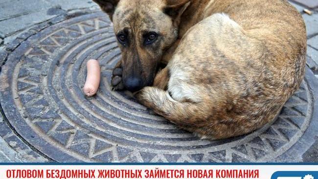 ⚡ В Челябинске отловом бездомных животных займется новая компания 🐕