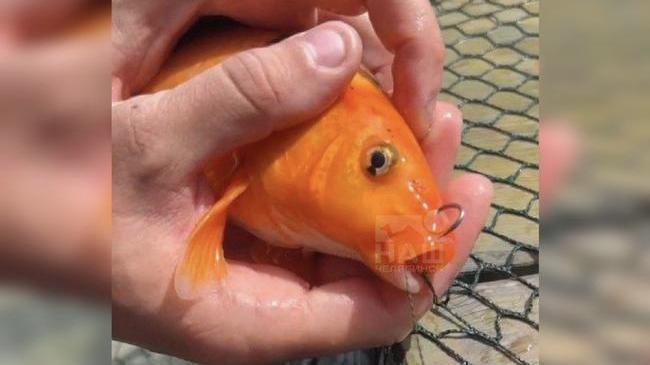 😰 Ребёнок устроил рыбалку в пруду челябинского зоопарка