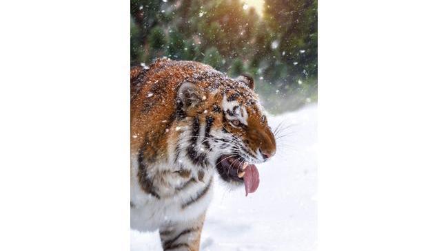 Тигрица Лаффи и амурский тигр Матис из челябинского зоопарка ❄ В Челябинске снег, и все мы сейчас немного Лаффи👌🏻😝 
