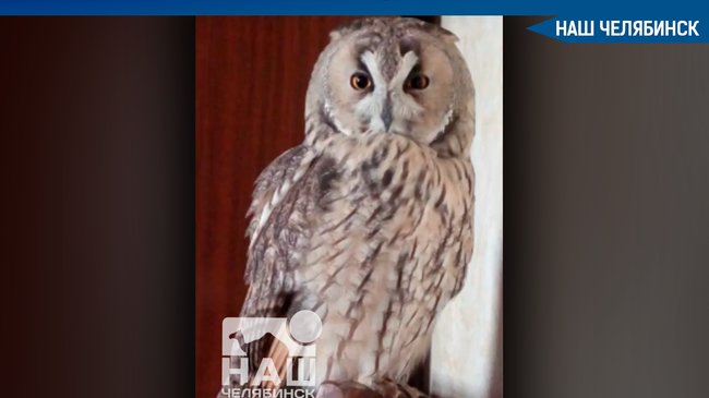 🦉 В Челябинске ищут сову Мусю с желтыми глазами и маленьким ушами