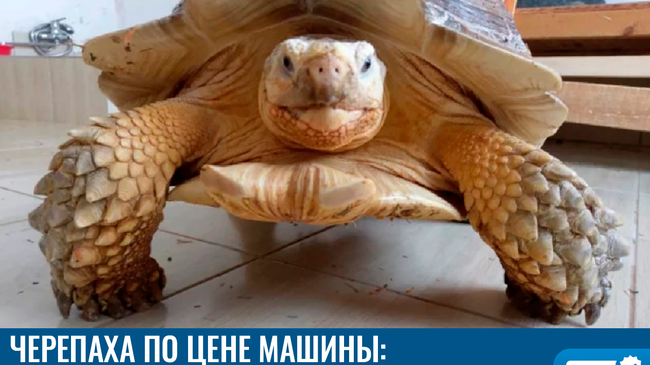 В Челябинске продают гигантскую черепаху за 130 тысяч рублей