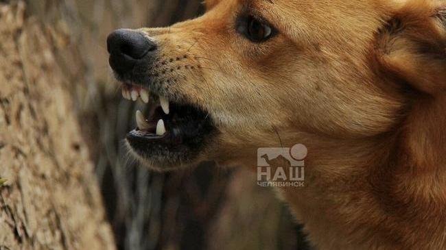👮 Челябинские чиновники могут попасть под уголовку из-за собак