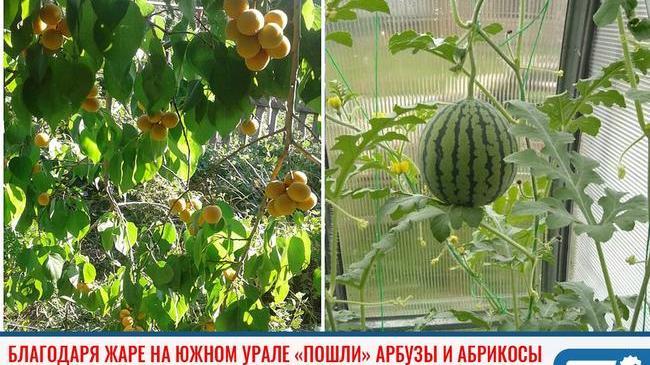 ⚡ Выращено на Урале: благодаря жаре в Челябинской области «пошли» арбузы и абрикосы