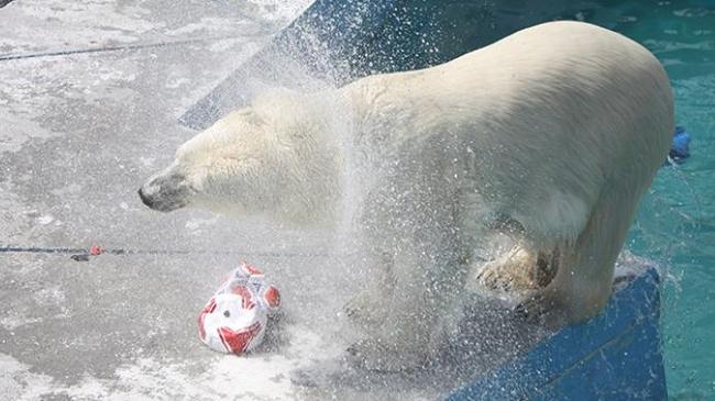 Жара в Челябинске: Белые медведи в зоопарке открыли купальный сезон