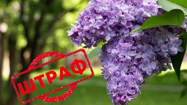 💸 Крупный штраф грозит за сорванную сирень, предупреждают юристы