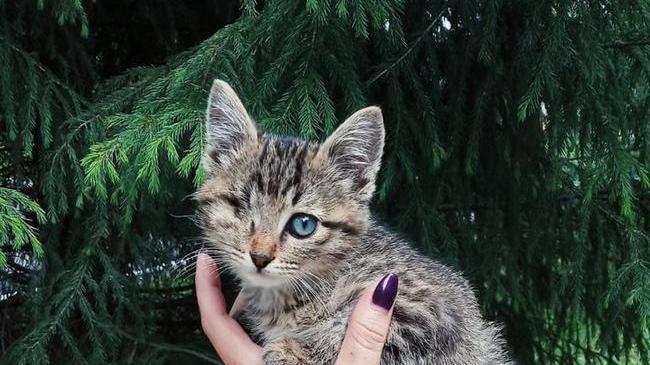 😃 Знакомьтесь! 🐾 Это Шелдон Купер - одноглазый кот из Челябинска, который завел себе кожаного друга и рассказывает о нем в Инстаграме 😺 