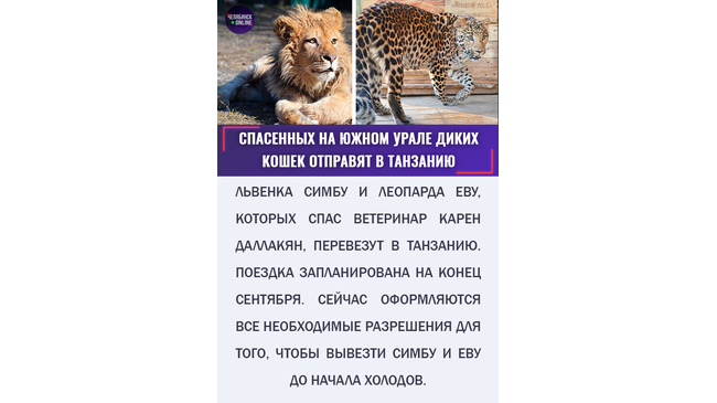 🐾 Спасенных на Южном Урале львенка Симбу и леопарда Евуотправят в Танзанию