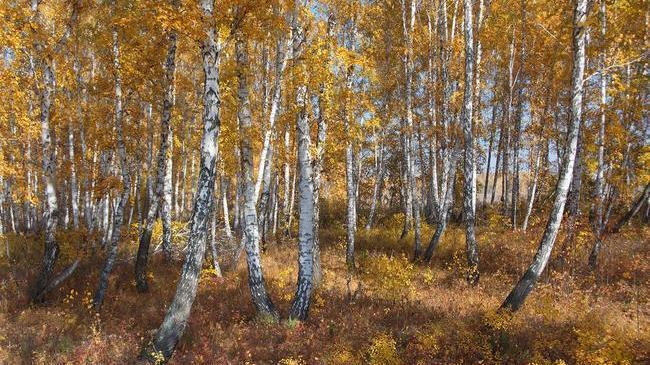 Доброе утро, Челябинск! 🤗