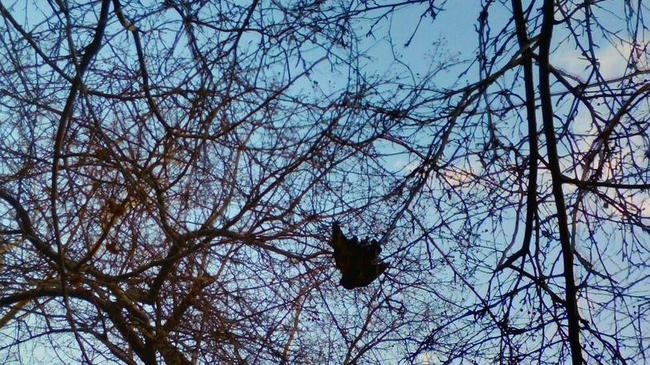 Челябинский подросток спас птицу, которую живодеры привязали к верхушке дерева