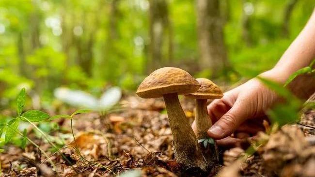 🍄 Штрафы за сбор охраняемых грибов