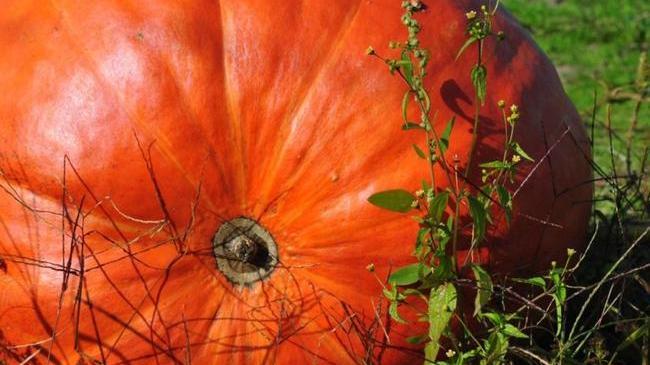 😱40-килограммовая карета для Золушки. 