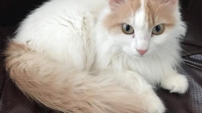 Пропала кошка!