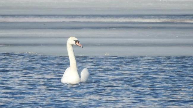 🦢 В Челябинскую область вернулись лебеди. Стаю птиц обнаружили на реке местные жители. Птицы прилетели в этом году раньше, чем всегда.
