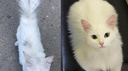 За месяц бездомная кошка превратилась настоящую пушистую королеву. Помогайте животным!