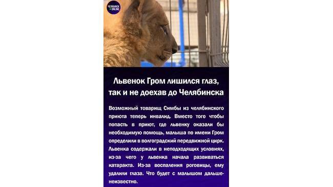 😓Львенок Гром лишился глаз, так и не доехав до Челябинска