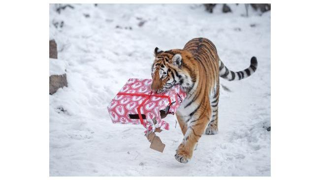 Животные челябинского зоопарка получат новогодние подарки